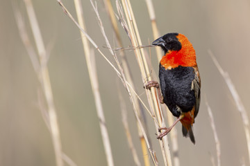 Close-up of Red bishop sitting on brown grass