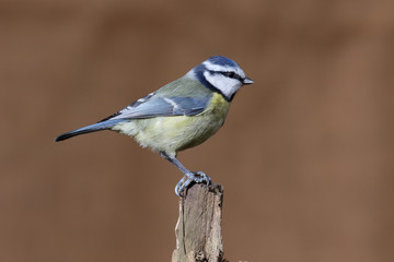 Naklejka premium Modraszka, Cyanistes caeruleus