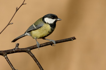 Great tit, Parus major