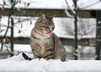 Naklejka na ściany i meble Young grey tabby cat in snow