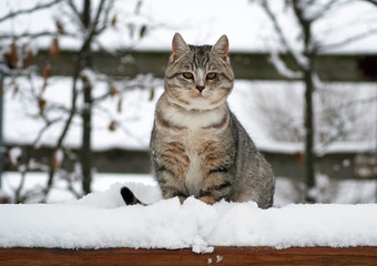 Young grey tabby cat in snow
