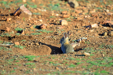 Rabbit in the field.