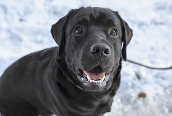 Black labrador on the snow