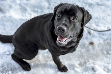Black labrador on the snow