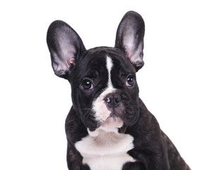 french bulldog puppy close-up, portrait