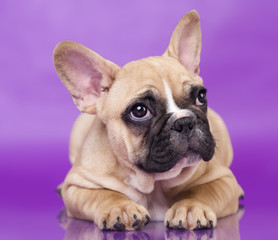 French Bulldog puppy,3 months old