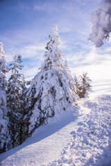 Pine trees covered by heavy snow against blue sky