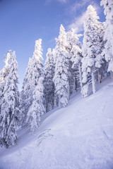 Pine trees covered by heavy snow against blue sky