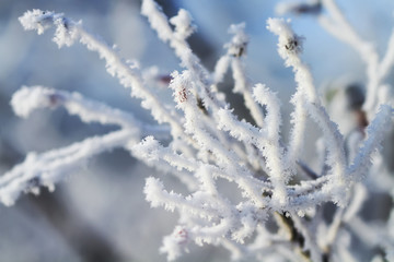 winter scenery with snow covered trees and branches