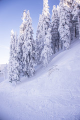 Fototapeta na wymiar Pine trees covered by heavy snow against blue sky