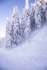 Pine trees covered by heavy snow against blue sky