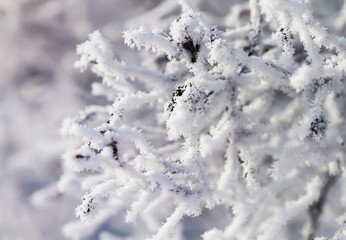winter scenery with snow covered trees and branches