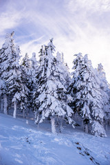 Pine trees covered by heavy snow against blue sky