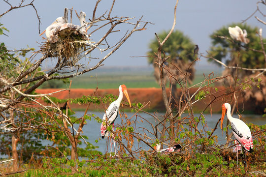 Painted storks in Kolleru bird sanctuary in Andhra pradesh India