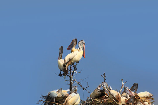 Pelicans at Kolleru bird sanctuary in Andhra pradesh India.