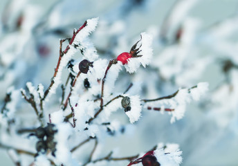 red fruit of wild rose covered with white crystals of cold frost