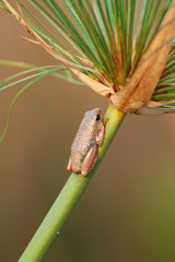 Wonderful Frog in Botswana