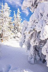 Pine trees covered by heavy snow against blue sky