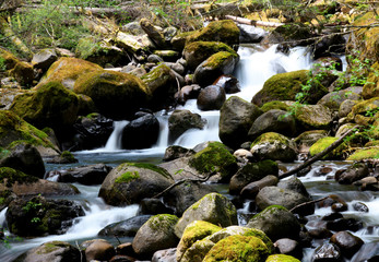 Fototapeta na wymiar Small water falls in Mount Rainier national park