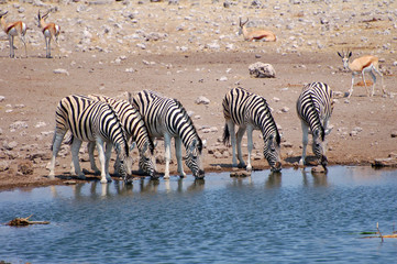 Fototapeta na wymiar Zebra in the Etosha National Park in Namibia