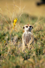 Naklejka na ściany i meble Meerkats in the savannah of Botswana