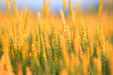 Yellow wheat field, fresh crop of wheat background