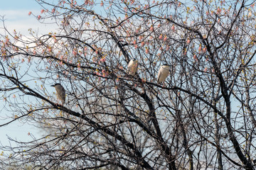 Black Crowned Night Herons Roosting in Box Elder Tree