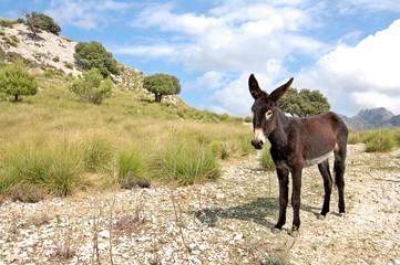 Proud Donkey