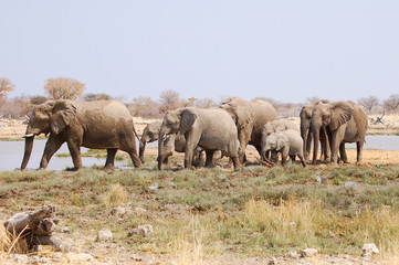 Elephant Group in the Etosha National Park