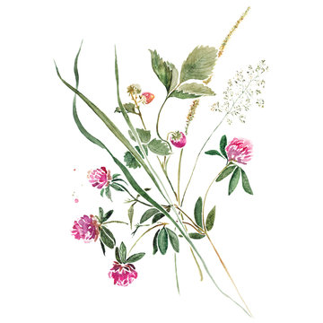 Delicate bouquet of herbs with greens, flowers of clover and wild strawberry. Original isolated on white watercolor painting.