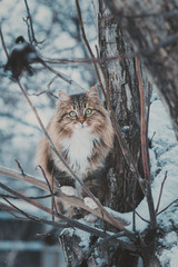 winter portrait of a beautiful Siberian cat