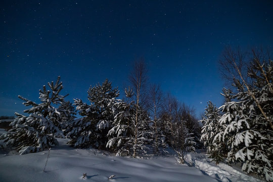 Winter night landscape with woods under starry sky