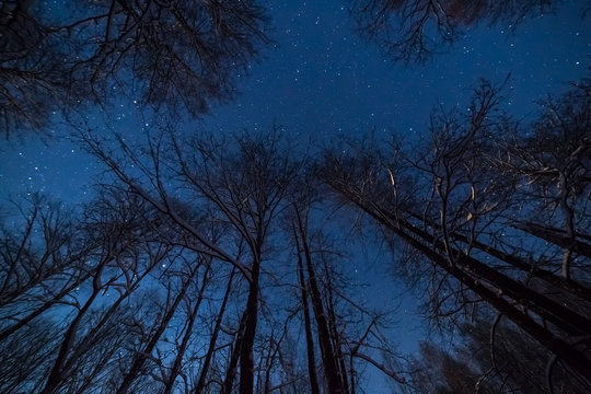 Winter night landscape with woods under starry sky