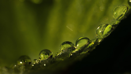Strawberry Dewdrops
