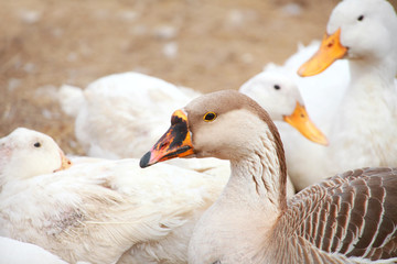 Obraz premium Close up shot of many ducks in the farm
