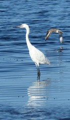 Snowy Egret