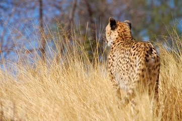 Cheetah in Namibia