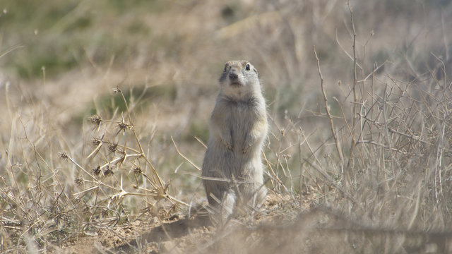 Anatolian Souslik-Ground Squirrel, gelengi