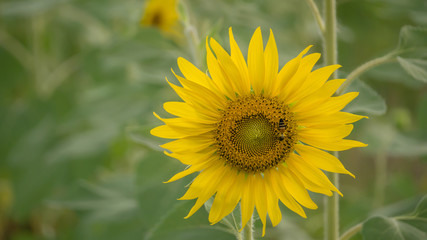 sunflower against a field