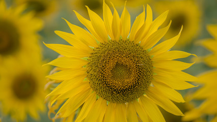 sunflower against a field