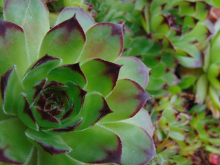 green succulent