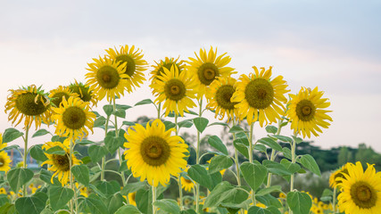 sunflower against a field