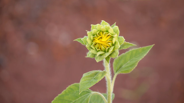Yellow Sunflower Bud