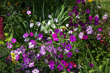 Obraz premium Flowers in the garden