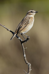 Birds - Whinchat (Saxicola rubetra) female