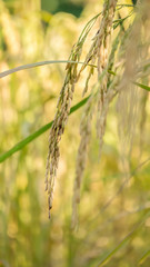 Spikelet of rice in the field