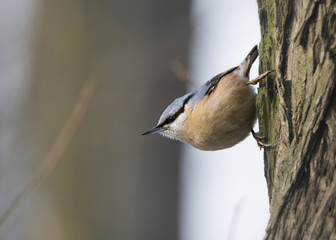 Kowalik © arek0michalak