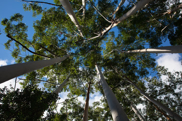 Crowns of white gum trees on Fraser Island