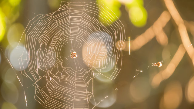 Spider web close-up