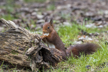 Red Squirrel (Sciurus vulgaris),  Gijon,Spain